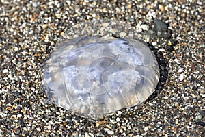 A large jellyfish lies on the sand