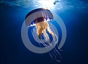 A large jellyfish in the ocean