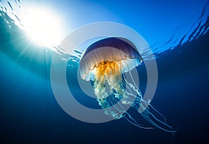 A large jellyfish in the ocean