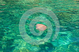 A large jellyfish swims in the sea water on the surface