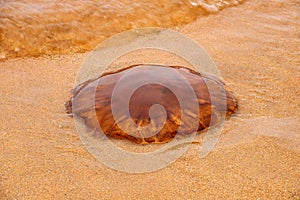 Large Jellyfish Washed Up on a Coastal Beach