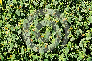 Large Jewelweed Plant â€“ Impatiens capensis