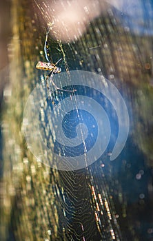 Large Joro Spider Builds Massive Web In Georgia Backyard