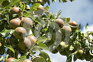 Large juicy pears on a branch in the garden against the blue summer sky.