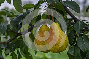 Large juicy pears grow on a branch in the summer garden