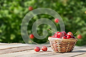 Large and juicy ripe sweet cherries in a basket on a background of foliage