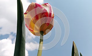 Large juicy yellow-red tulips bloomed, filled with sunlight against the sky. Flowering began on the May holidays