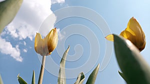 Large juicy yellow tulips bloomed, filled with sunlight against the sky. Flowering began on the May holidays