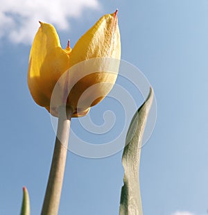 Large juicy yellow tulips bloomed, filled with sunlight against the sky. Flowering began on the May holidays