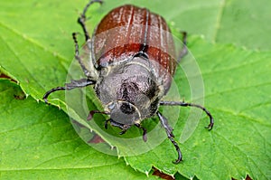 Large june bug creeps on a leaf.