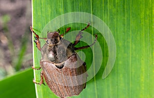 Large june bug creeps on a plant.