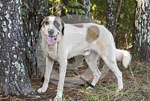 Large Kangal Anatolian Shepherd dog