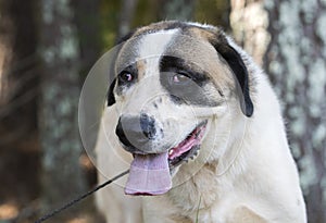 Large Kangal Anatolian Shepherd dog