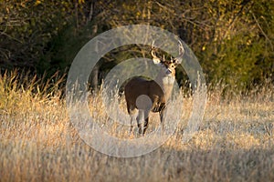 This large Kansas Whitetail Buck was searching for doe`s along a tree line in late Autumn.