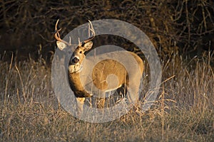 This large Kansas Whitetail Buck was searching for doe`s along a tree line in late Autumn.