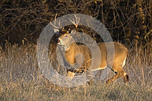 This large Kansas Whitetail Buck was searching for doe`s along a tree line in late Autumn. photo