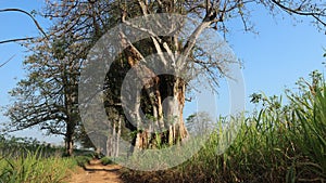 Large kapok tree, blue sky background