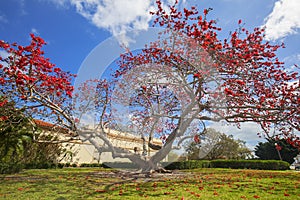 Large Kapok Tree In Red Bloom