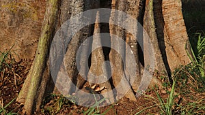 Large kapok tree roots, nature