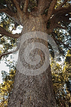 Large kauri tree