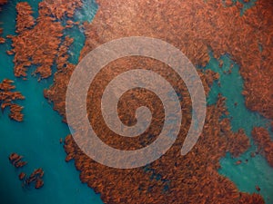 Large kelp beds from the sky, from above, birds eye view