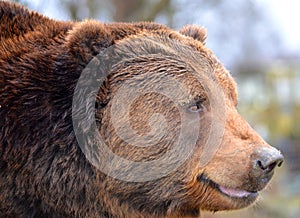 Large Kodiak Bear photo