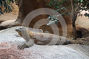 Large Komodo Dragon Lying on Ground