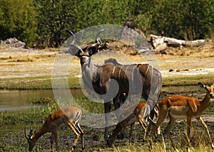 Large Kudu Bull coming down to drink with Impala antelopes