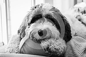 A large labradoodle laying on a couch.