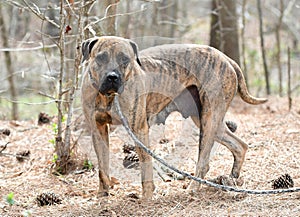 Large lactating female brindle Mastiff dog outside on leash