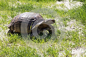 Large land tortoise.Giant tortoise on the grass