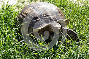 Large land tortoise.Giant tortoise on the grass