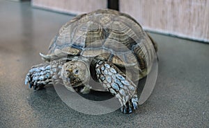 Large land tortoise is the world`s longest-living animals e resides on the islands.