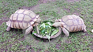 Two Large land tortoises sharing a meal in Phuket, Thailand