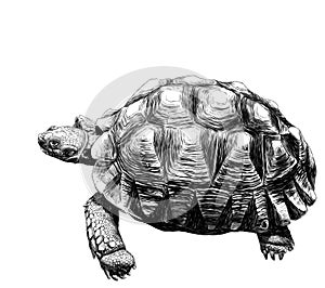 Large land turtle with beautiful relief shell