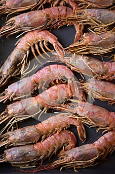 Large langoustine king shrimp on a dark vertical background