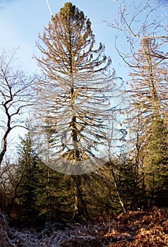 a large larch on a sunny winter day in Germany