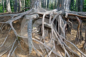 Large large roots of a pine tree close-up on the river bank