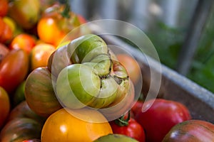 A large, large tomato lies on top of a pile of tomatoes. Harvesting home vegetables