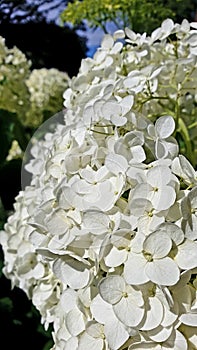 Large large white hydrangea flower