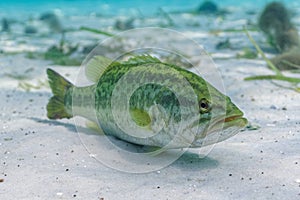 A large Largemouth Bass rests on the sandy bottom of a central Florida spring