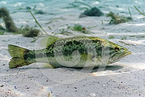 A large Largemouth Bass rests on the sandy bottom of a central Florida spring photo