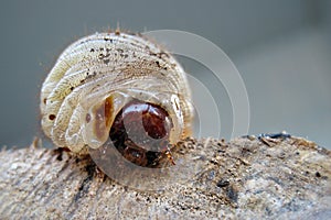 Large larva of the cockchafer on a rough surface and against a blurred background