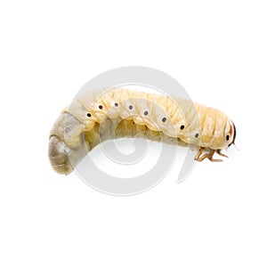 Large larva of the Maybug isolated on white background