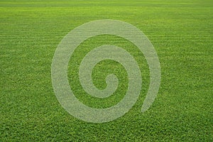 The Large lawn, Grass field, Grass texture background. Grass surface for product display arrangement. Green Background,