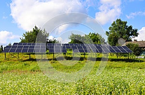 A large lawn with small daisy flowers swaying in the wind against a background of solar panels.