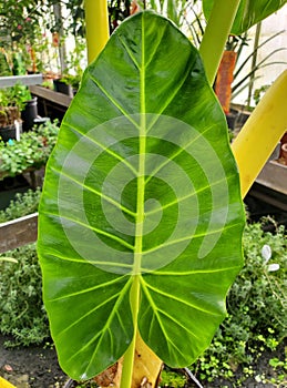 A large leaf of Alocasia Lutea, also known as Golden Elephant Ear