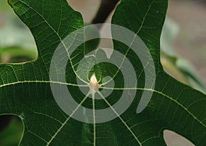 The green leaf of the fig tree photo