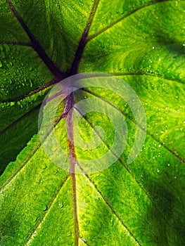 A large leaf close up