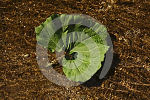 A large leaf of green burdock floating in the water